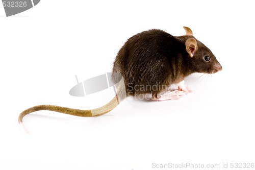 Image of Brown Rat