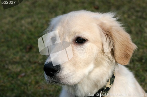 Image of Golden Retriever Puppy