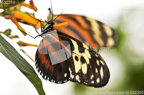 Image of Large tiger butterfly