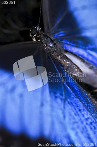 Image of Blue Morpho butterfly closeup