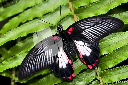 Image of Common swallowtail butterfly