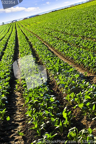 Image of Rows of turnip plants in a field