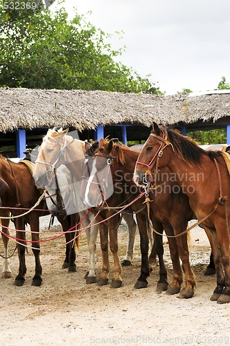 Image of Horses gathered at beach