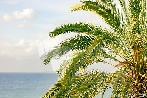 Image of close up of palm tree