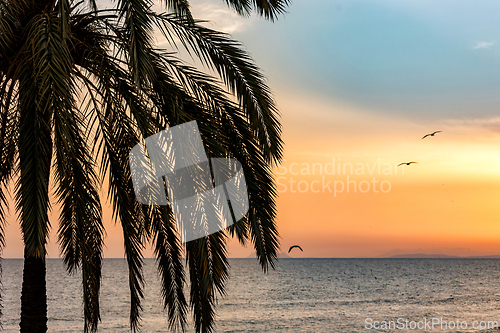 Image of palm tree silhouette at sunset