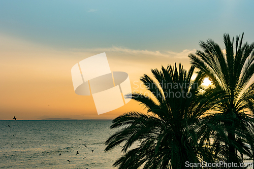 Image of palm tree silhouettes at sunset