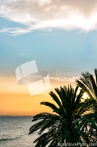 Image of palm tree silhouettes at sunset
