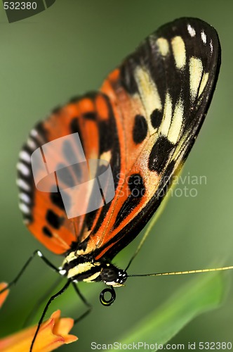 Image of Large tiger butterfly