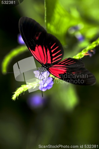 Image of Red heliconius dora butterfly