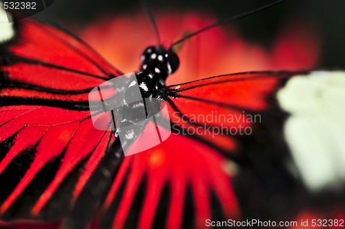 Image of Red heliconius dora butterfly