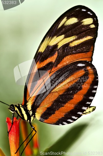 Image of Large tiger butterfly