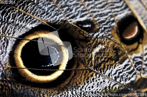 Image of Owl Butterfly wing spots