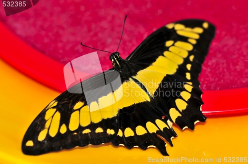 Image of Giant swallowtail butterfly