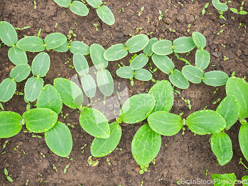 Image of Sown small pumpkin plants on soil, cotyledon leaves