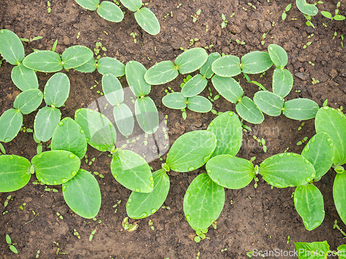 Image of Sown small pumpkin plants on soil, cotyledon leaves