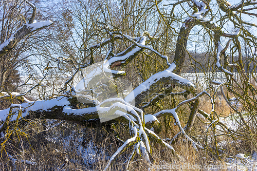 Image of snowy boughs and twigs