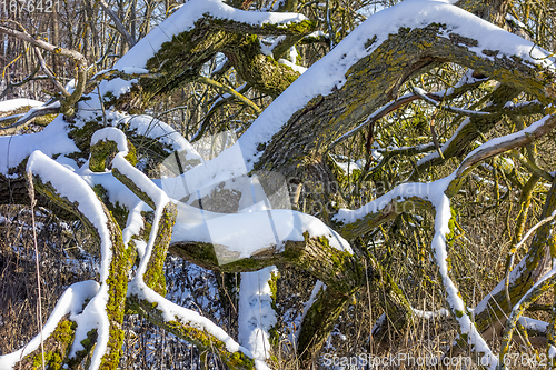 Image of snowy boughs and twigs