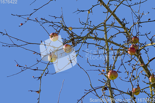 Image of boughs and apples