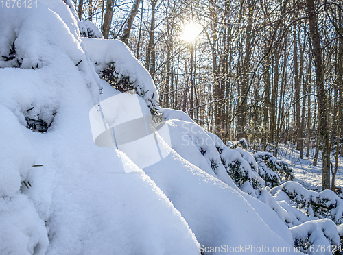 Image of sunny winter scenery