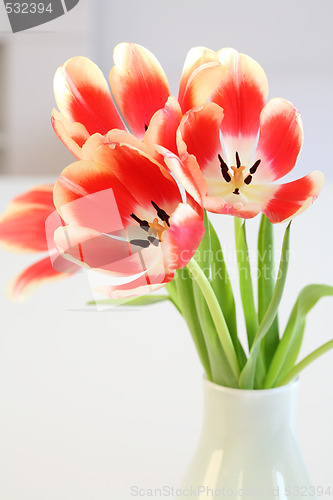 Image of Tulips in vase