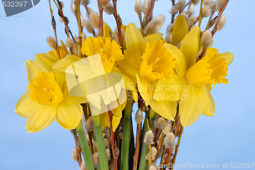 Image of Daffodils on Blue