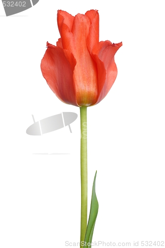 Image of Red Tulip