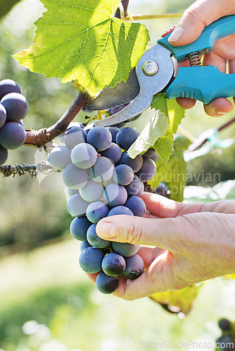 Image of Grapes harvest