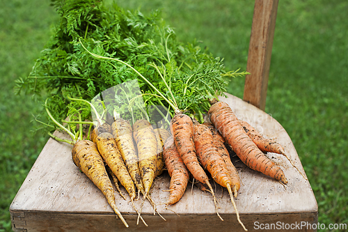 Image of Carrot