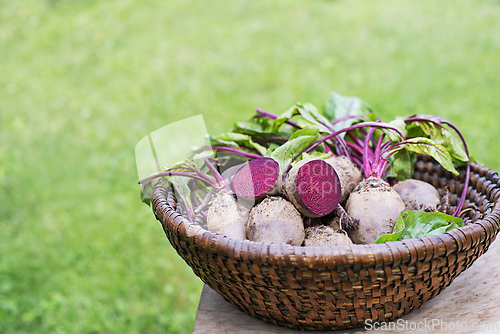 Image of Beetroot harvest