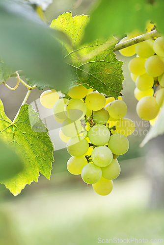Image of Grapes harvest