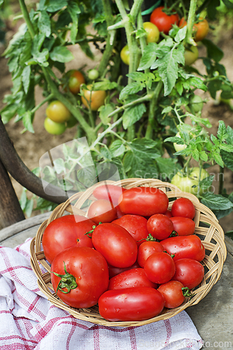 Image of Tomato garden harvest