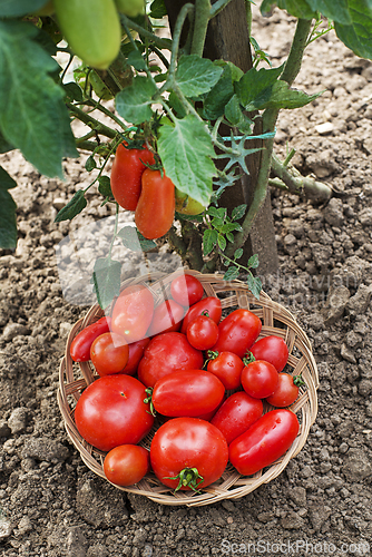 Image of Tomato garden harvest