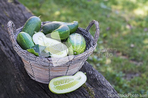 Image of Cucumber