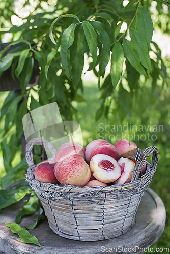 Image of Peaches harvest