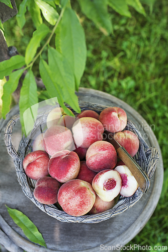 Image of Peaches harvest