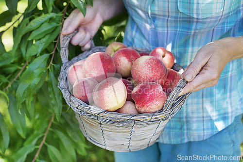 Image of Peaches harvest