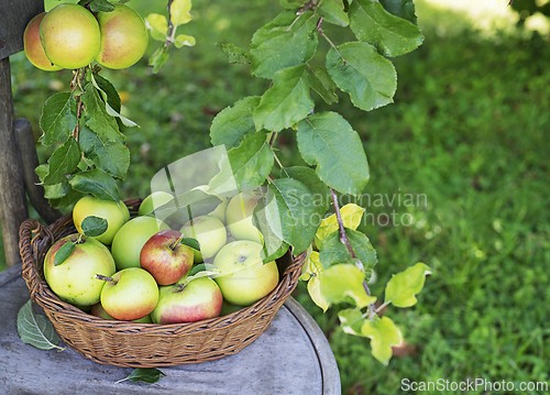 Image of Apple harvest