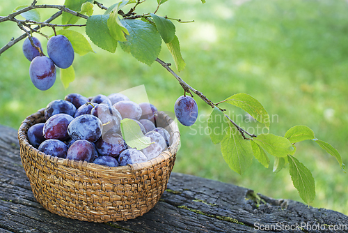 Image of Plum harvest