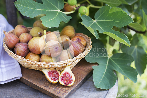 Image of Figs harvest