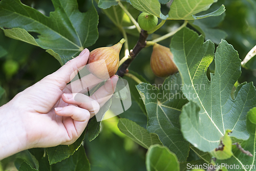 Image of Figs harvest