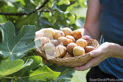 Image of Figs harvest