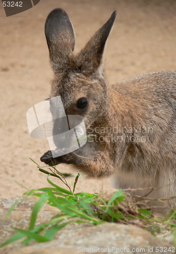 Image of Joey