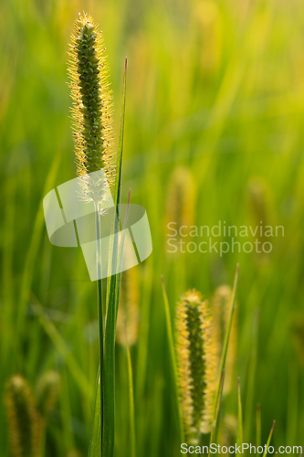 Image of Green grass inflorescences lit by the sun