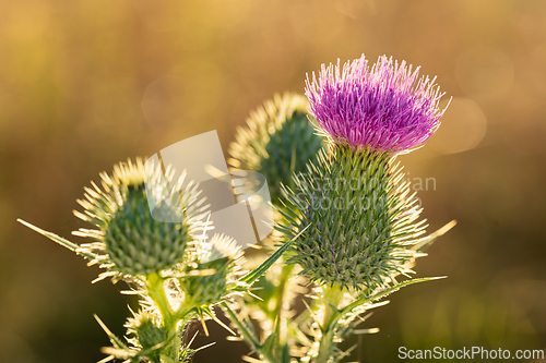 Image of Blooming thistle on an orange background