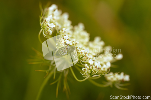 Image of A delicate white field flower on a green background