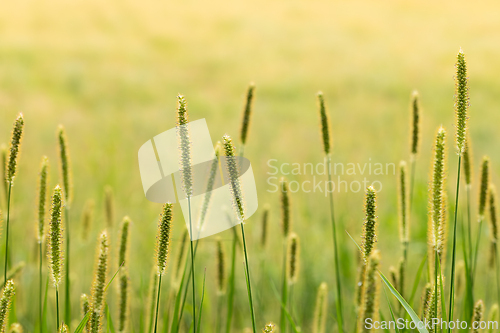 Image of Green grass inflorescences lit by the sun