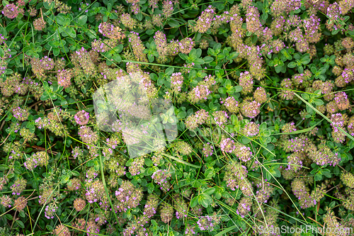 Image of Purple Wildflower Pattern