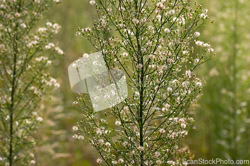 Image of Delicate white field inflorescences arranged in stripes