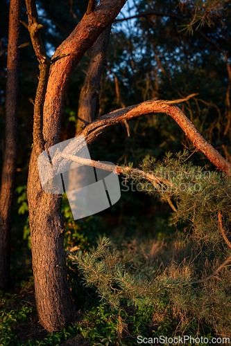 Image of A pine trunk against the background of the forest