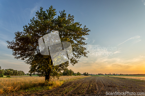 Image of Lonely tree in the setting sun